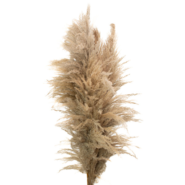 Pampas Grass Small As Dried Flowers An Eyecatcher Forever Durable